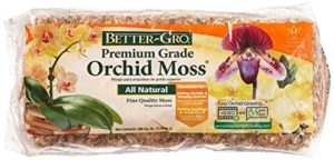 Sun Bulb Orchid Moss