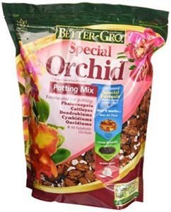 Sun Bulb Special Orchid